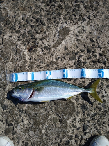 イナダの釣果