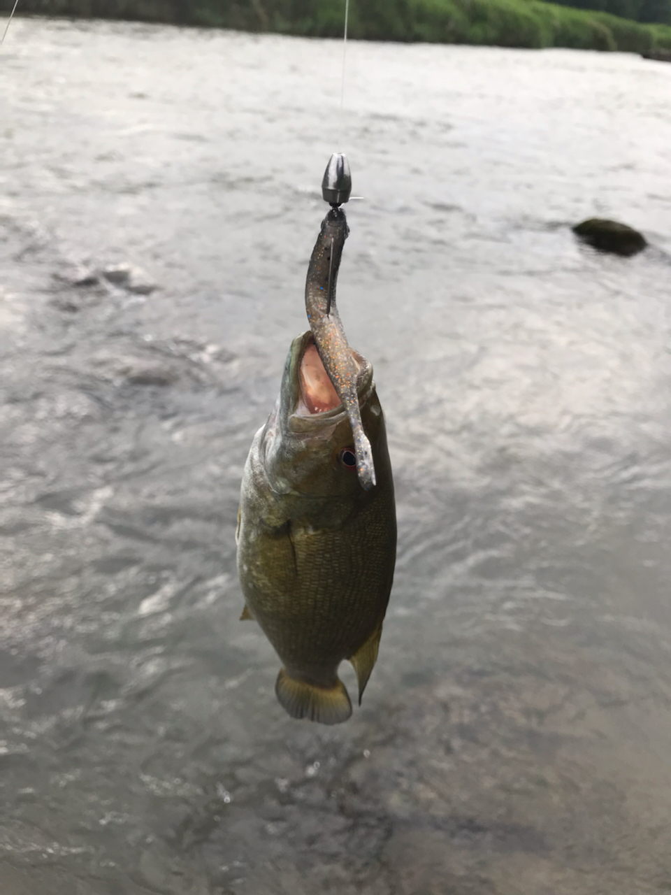 スモールマウスバス