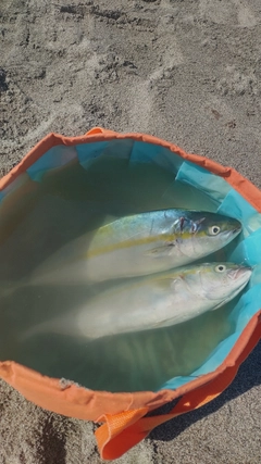 ワカシの釣果