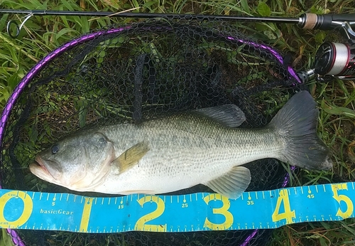 ブラックバスの釣果