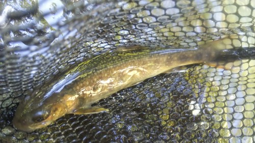 ニッコウイワナの釣果