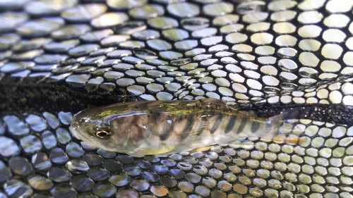 ヤマメの釣果