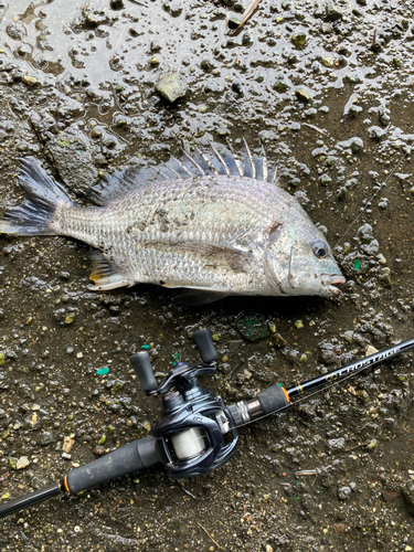 キビレの釣果