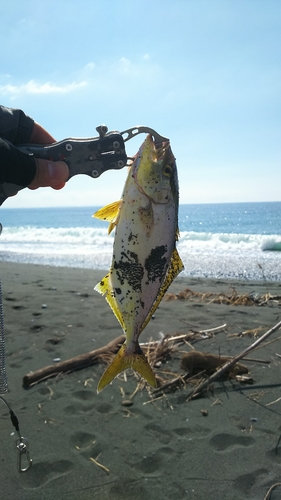 ショゴの釣果