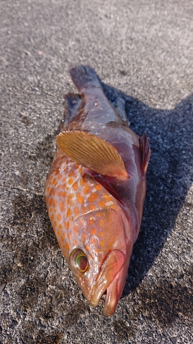 キジハタの釣果