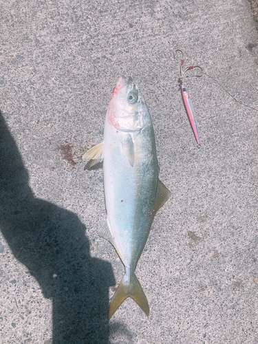 ショゴの釣果