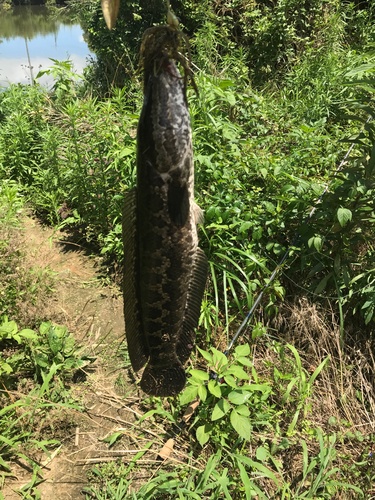 ライギョの釣果