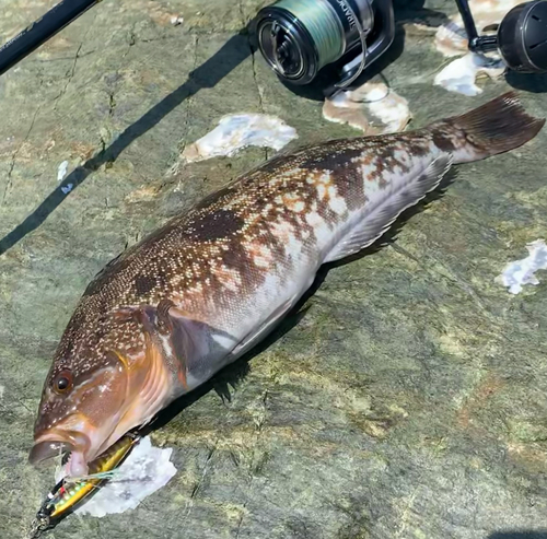 アイナメの釣果