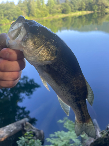 ラージマウスバスの釣果