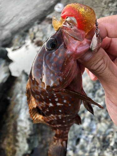 キジハタの釣果