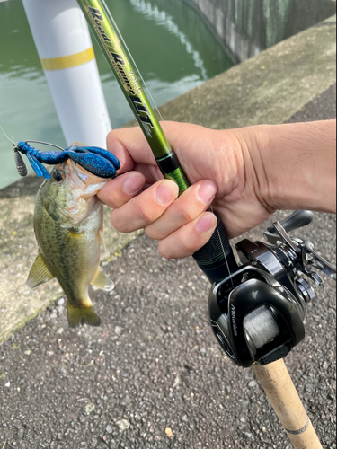 ラージマウスバスの釣果