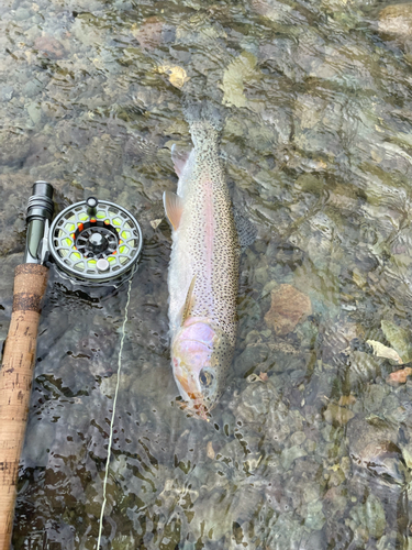 ニジマスの釣果