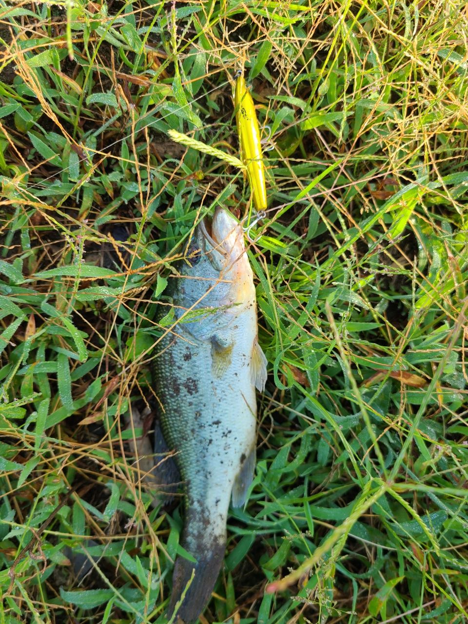 ラージマウスバス