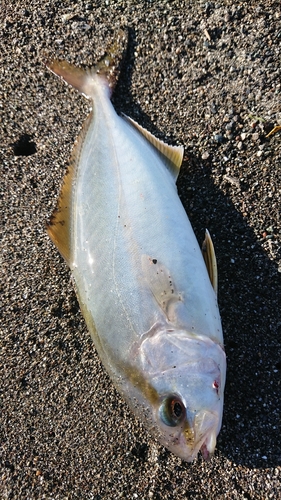 ショゴの釣果