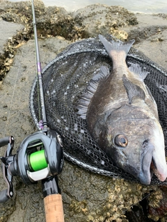 チヌの釣果