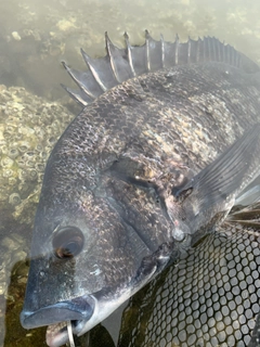 チヌの釣果