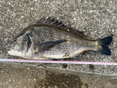 クロダイの釣果