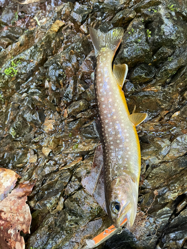 イワナの釣果