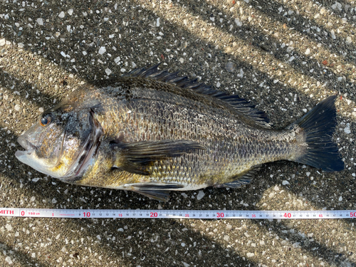 クロダイの釣果