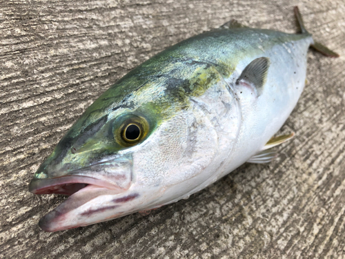 イナダの釣果