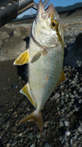 ショゴの釣果