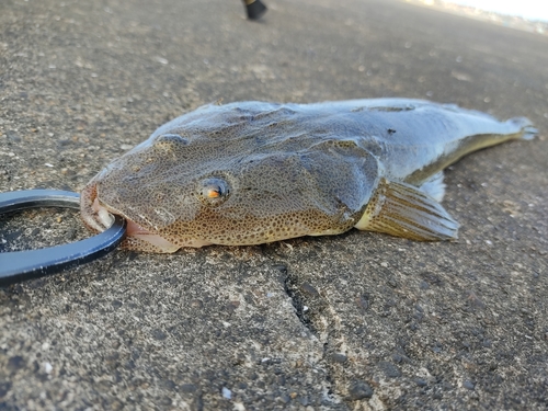 マゴチの釣果