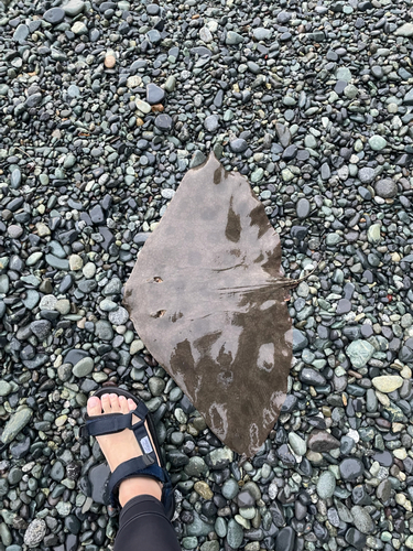 ワカシの釣果