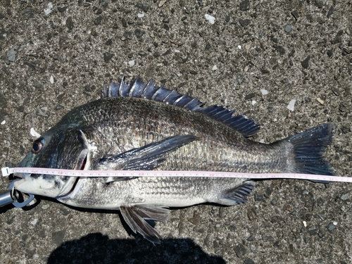 クロダイの釣果