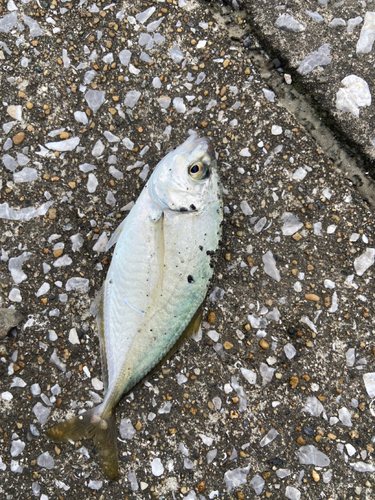 シマアジの釣果