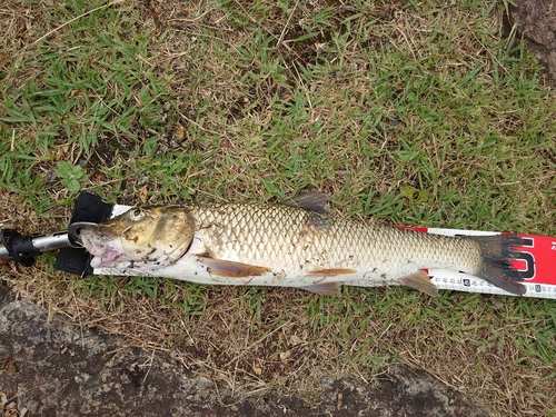 ニゴイの釣果