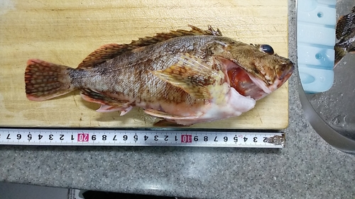 カサゴの釣果