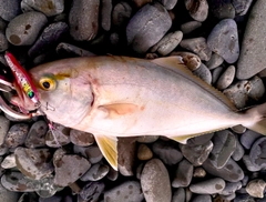 ショゴの釣果