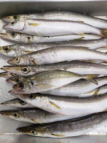 カマスの釣果