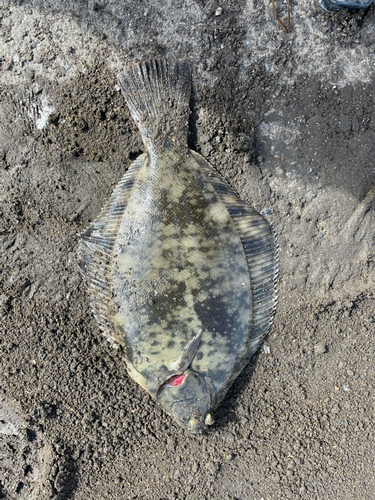 カレイの釣果