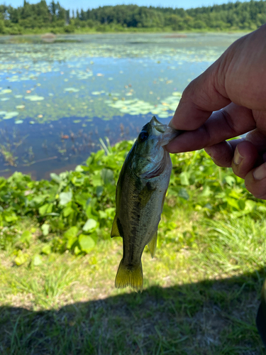 ブラックバスの釣果