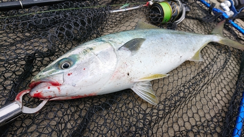 イナダの釣果