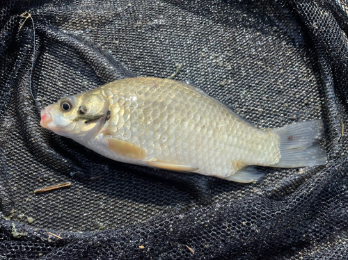 フナの釣果