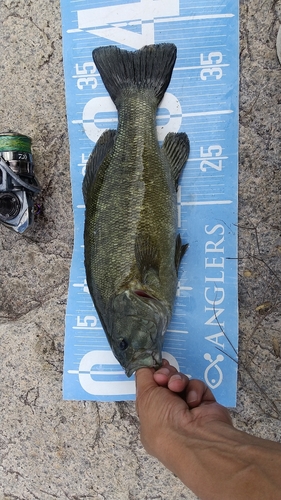 スモールマウスバスの釣果