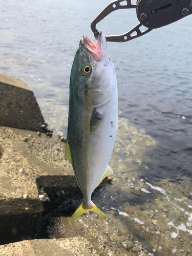 ツバスの釣果