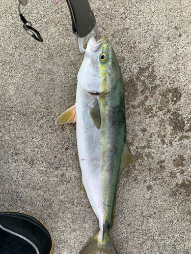 イナダの釣果