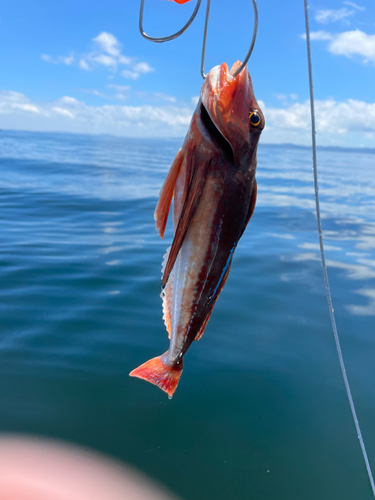 ホウボウの釣果