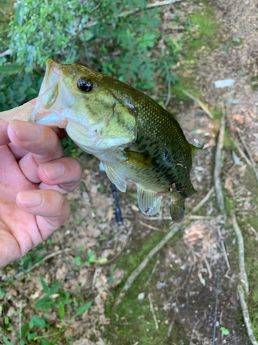 ラージマウスバスの釣果