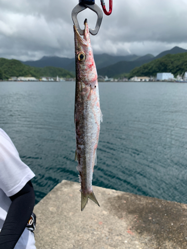 カマスの釣果