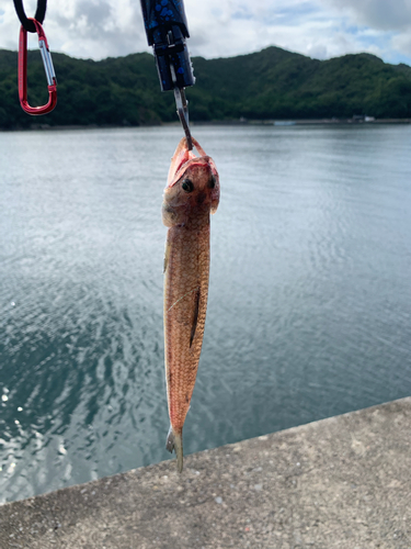 カマスの釣果