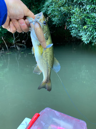 ラージマウスバスの釣果