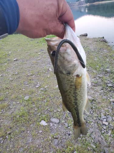 ラージマウスバスの釣果