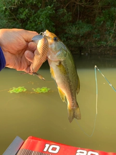 ラージマウスバスの釣果