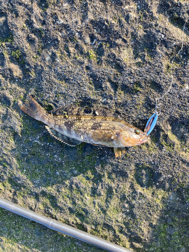 アイナメの釣果