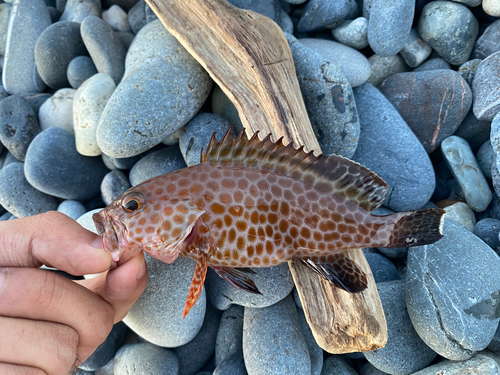 オオモンハタの釣果