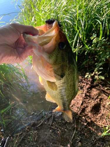 ラージマウスバスの釣果